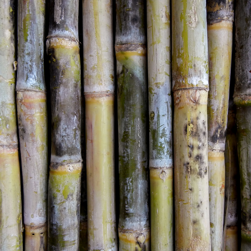 3D Wandpaneele - Bambus - Naturprodukt - Zuckerrohr